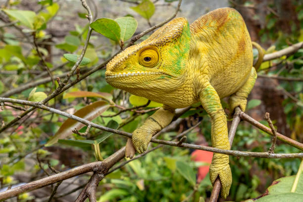 istock Green chameleon - Chamaeleo calyptratus ,Wild nature Madagascar 1183066404