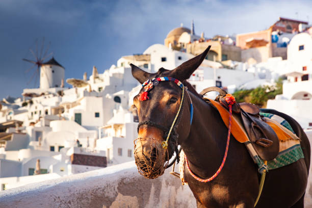donkey portrait in Santorini, Greece