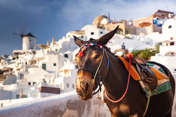 donkey portrait in Santorini, Greece stock photo
