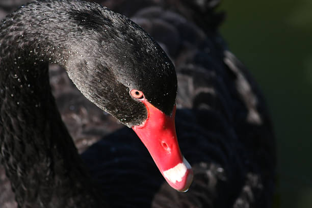 istock Graceful Black Swan with arched neck. 118306703
