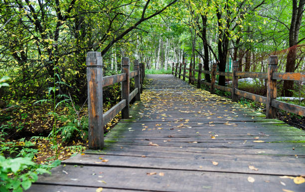 istock Wooden bridge in the forest 1183067916