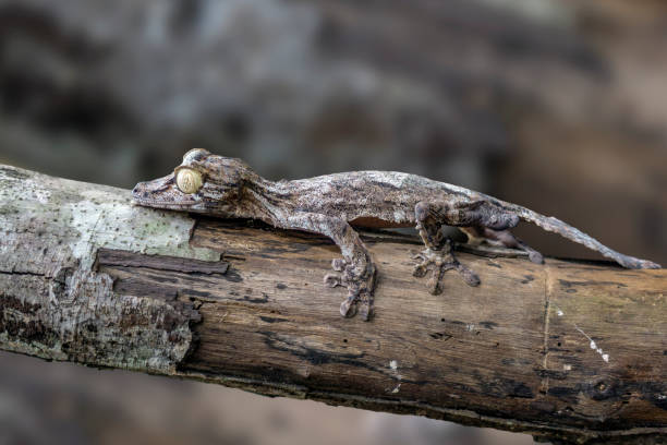 istock Leaf-tailed Gecko / Uroplatus phantasticus, Wild nature Madagascar 1183067969