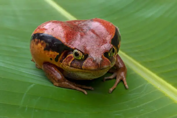Tomatofrog, one of the bigger amphibians in Madagascar