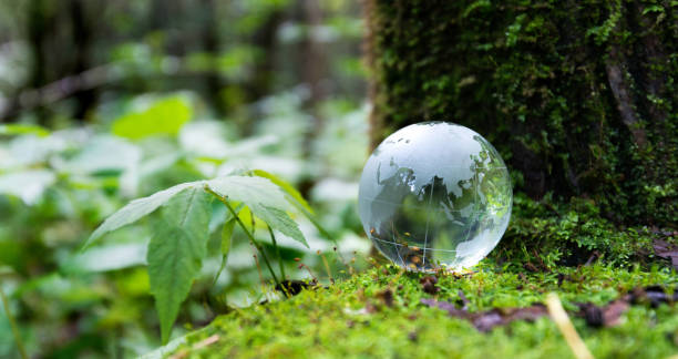 istock Glass globe on the mossy land 1183068012