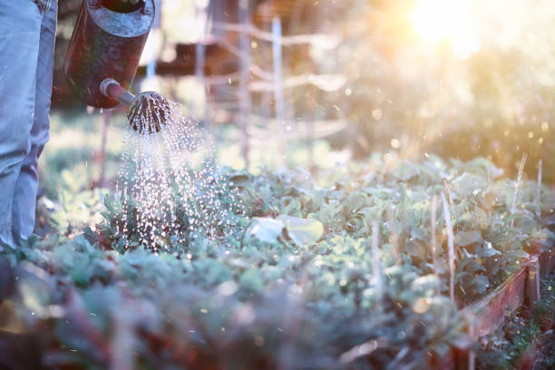 istock Man farmer watering a vegetable garden 1183069291