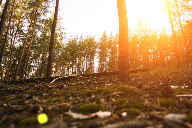 istock Pine forest. Can be used as wallpaper or background 1183071282