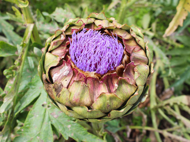 Artichoke flowering - Cornwall Artichoke flowering - Cornwall artichoke vegetable garden gardening english culture stock pictures, royalty-free photos & images