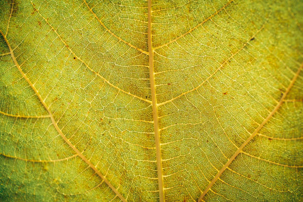 istock Green leaf texture and background. Macro view of green leaf texture. Organic pattern. Abstract texture and background for designers. Green leaves background. Close up of green leaf texture. 1183071539