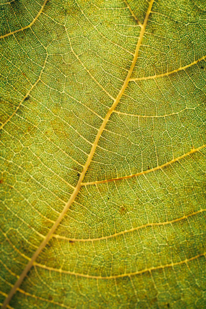 istock Green leaf texture and background. Macro view of green leaf texture. Organic pattern. Abstract texture and background for designers. Green leaves background. Close up of green leaf texture. 1183071599