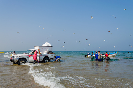 Fishermen transferring the day's catch to freezer in a pickup. Seagulls circling over the fish. From Muscat, Oman.