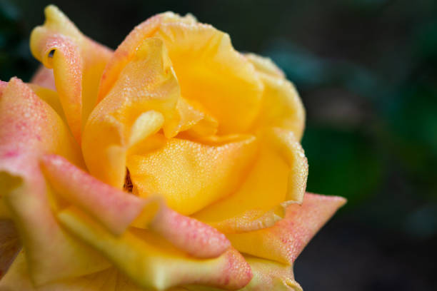 istock Yellow rose with morning dew drops on blurred background 1183071747