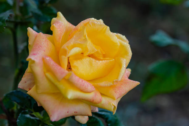 istock Yellow rose with morning dew drops on blurred background 1183071783