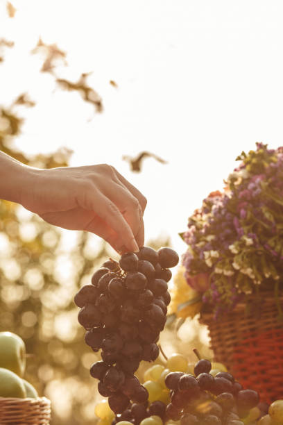 Hand holding red grapes in an orchard