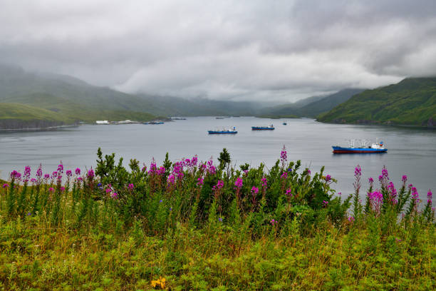 istock Dutch harbor in Unalaska Island, Alaska 1183073477