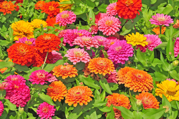 istock Garden with multicolored gorgeous 1183073780