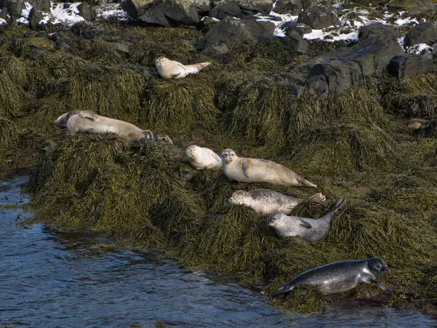 Several seals sunbathe in a small bay in Iceland