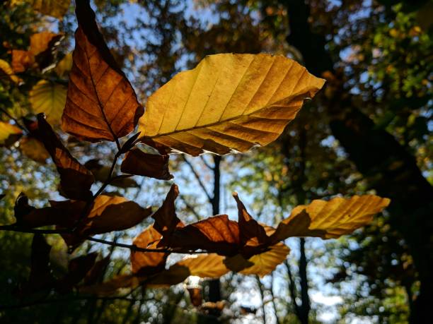 istock Autumn leaf close up with sun 1183075413