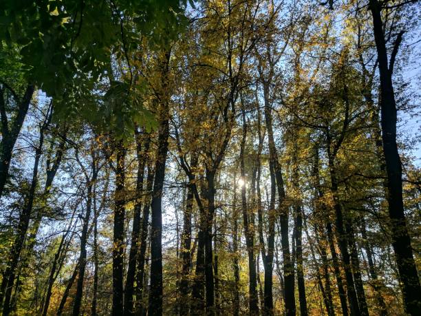 istock Autumn forest with sunshine wide shot 1183076050