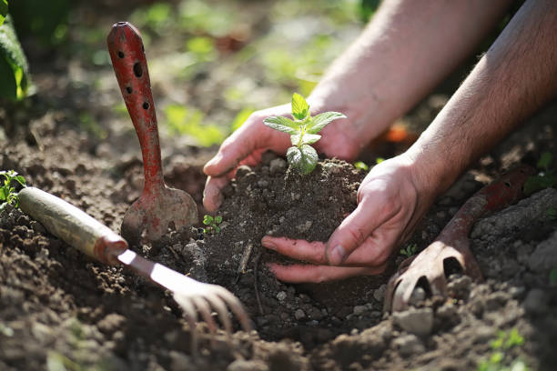 istock Small sprout for landing in the ground in hands 1183076091
