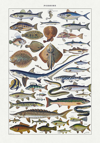 Old illustration about fishes by Adolphe Philippe Millot printed in the french dictionary 