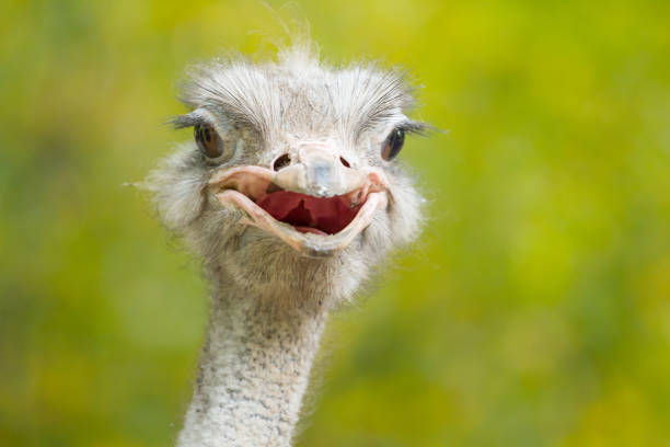 istock Ostrich of portrait 1183078333
