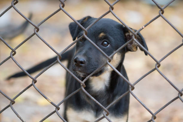 istock Sad puppy portrait 1183078335