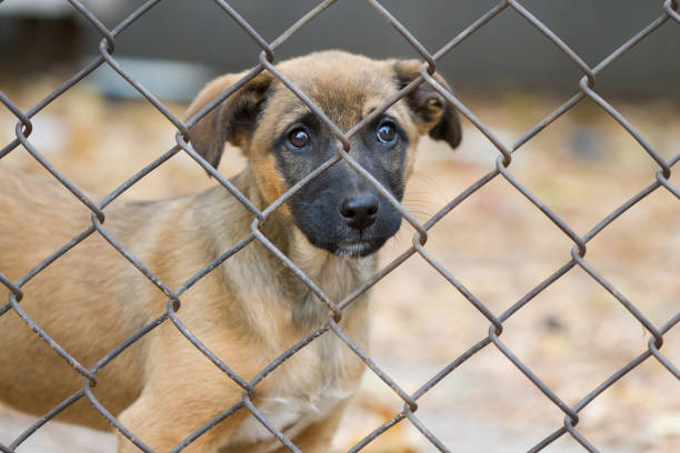 istock Portrait of a puppy 1183078359