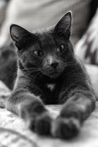 istock Cat having a good time at home 1183078561