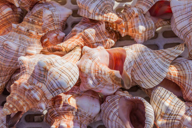 istock Sea shells background. lots of  sea shells piled together 1183079839