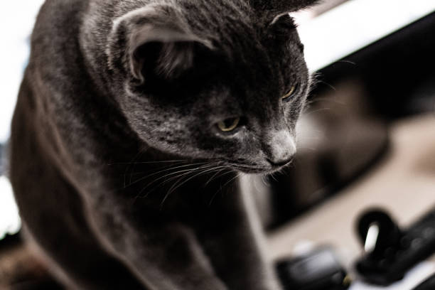 istock Cat having a good time at home 1183079968