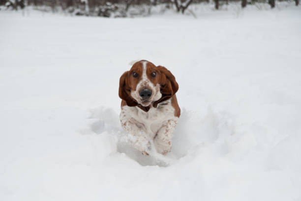 istock Funny young basset hound runs and plays in deep snow 1183080075
