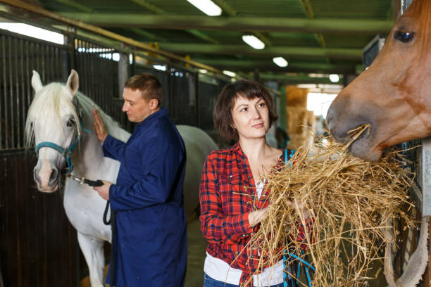 istock Positive female worker feeding horses 1183081884
