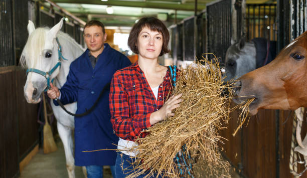 istock Positive female worker feeding horses 1183081885