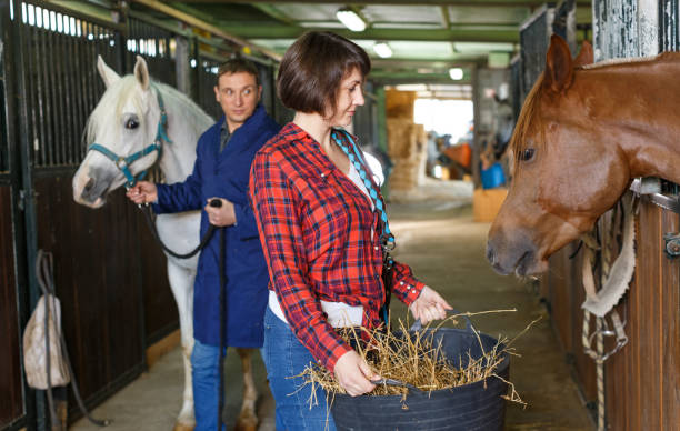 istock Positive female worker feeding horses 1183081895
