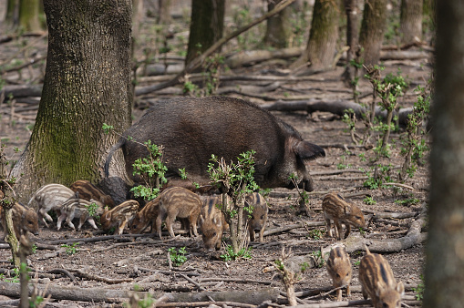 wild boar with puppies (Sus scrofa)