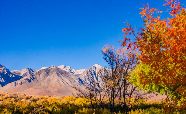 istock Fall colors of high Sierra. 1183082908