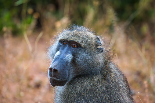 A pair of Olive baboons feed on the fruits of the Doum palm nut at the Buffalo Springs Reserve in Samburu County, Kenya