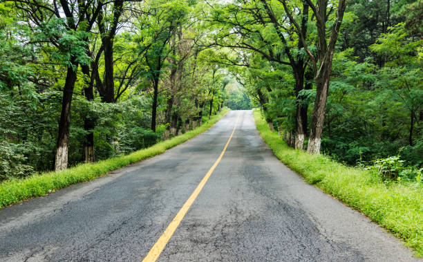 istock Country road through the forest 1183085806