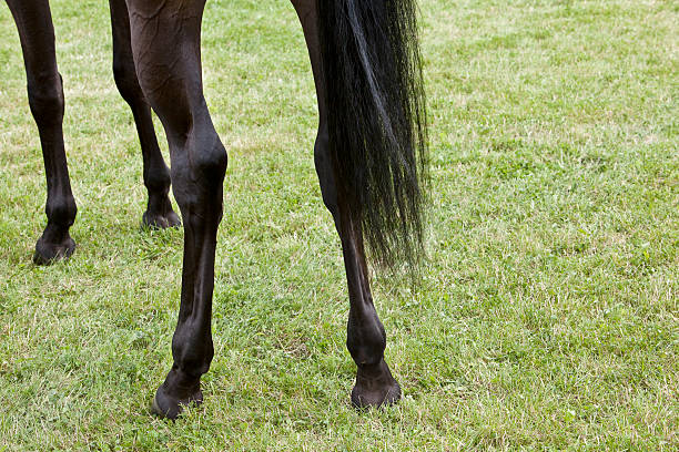 Horse racing action, hooves, legs and tails