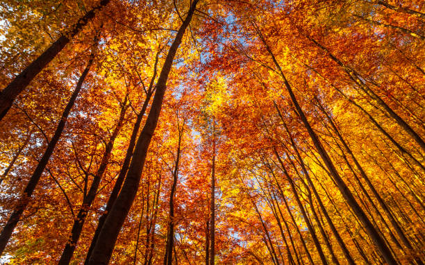 istock Forest of deciduous trees in autumn. 1183087106