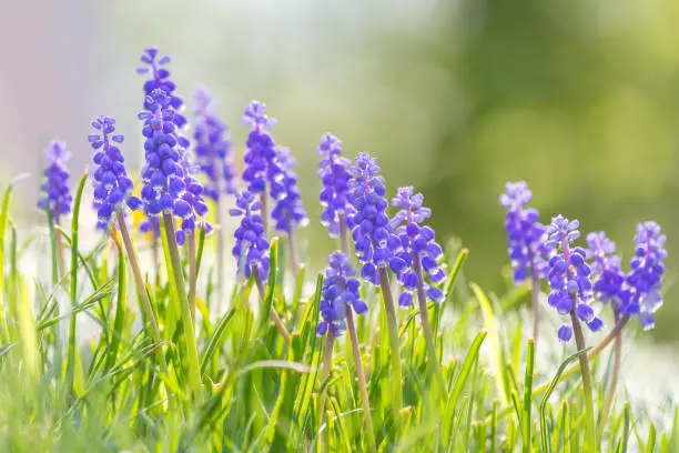 Muscari - grape hyacinth flower, group of flowers in meadow with blurred background in sunny day.