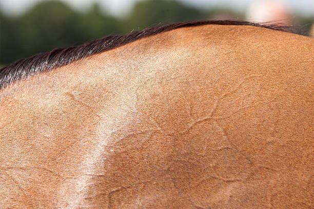 Horse's skin  animal mane photos stock pictures, royalty-free photos & images