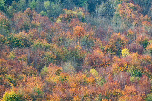 An elevated view of trees in Autumn.