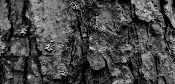 istock Pine bark close-up. Bark of tree. Spruce bark. 1183089108