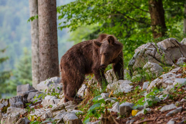 istock Young brown bear in Slovenia 1183089595