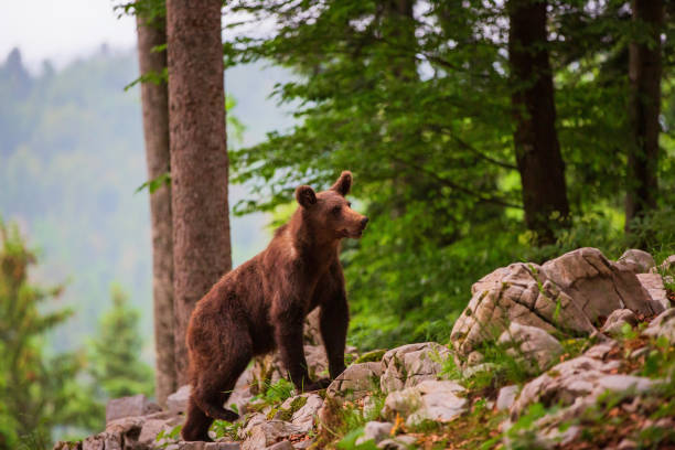 istock Young brown bear in Slovenia 1183089597