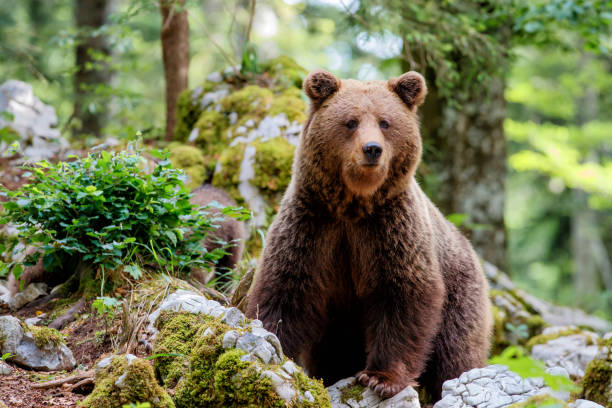 istock big female wild brown bear in the forest 1183089620