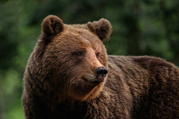 istock big female wild brown bear in the forest 1183089694