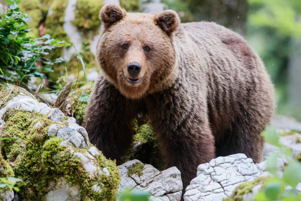 istock big female wild brown bear in the forest 1183089703