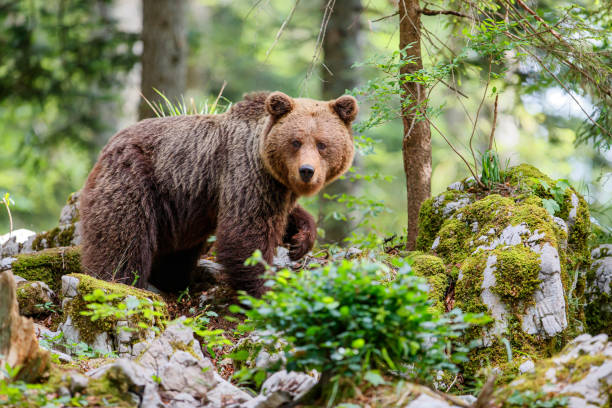 istock big female wild brown bear in the forest 1183089808